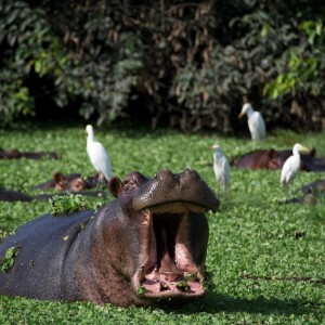 Hipopótamos no Parque Orango Hipopótamos no Parque Orango